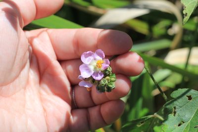 Monteiroa glomerata, photographed by Romi Galeota Lencina