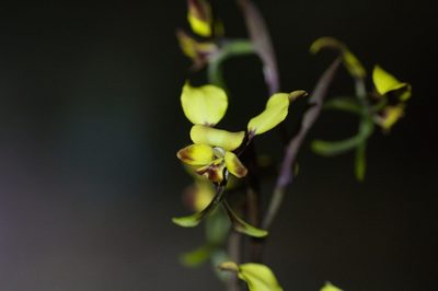 Diuris corymbosa, photographed by Hugo Innes