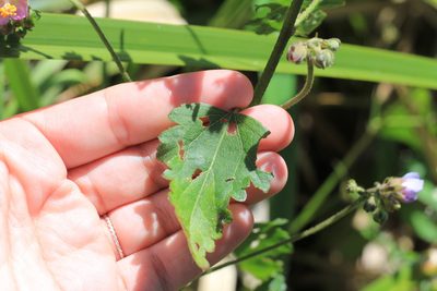 Monteiroa glomerata, photographed by Romi Galeota Lencina