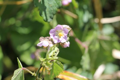 Monteiroa glomerata, photographed by Romi Galeota Lencina