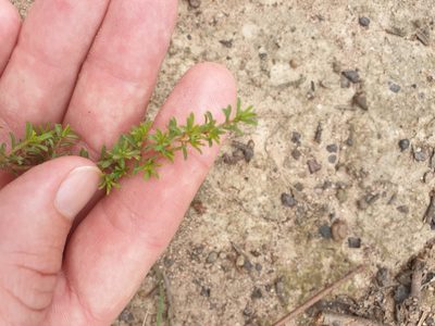 Pultenaea villosa, photographed by Nick Swanson