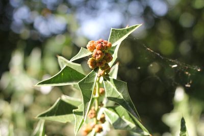 Jodina rhombifolia, photographed by Romi Galeota Lencina