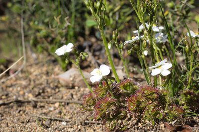 Drosera stolonifera, photographed by Hugo Innes
