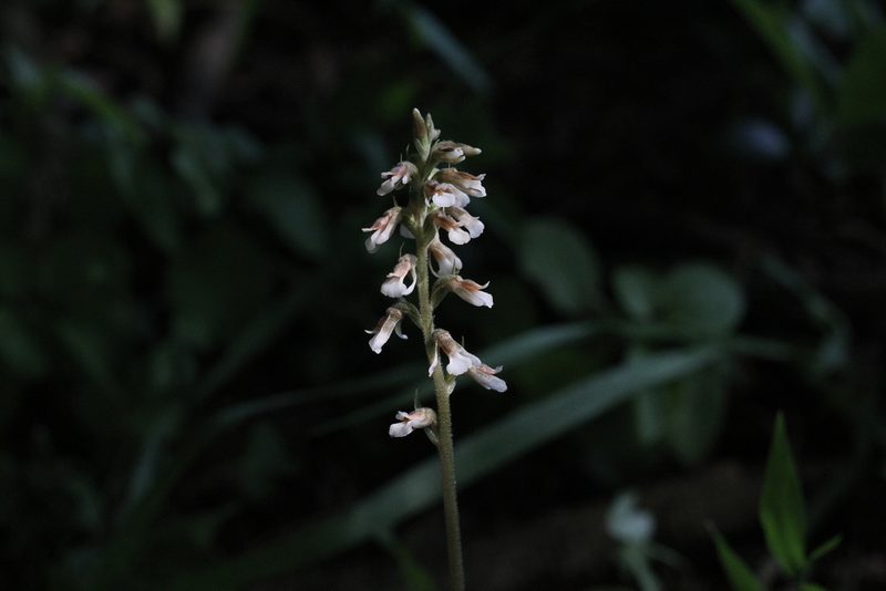 Cyclopogon elatus, photographed by Romi Galeota Lencina