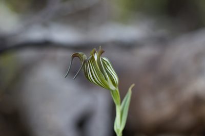 Pterostylis recurva, photographed by Hugo Innes