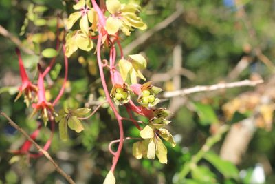 Tropaeolum pentaphyllum, photographed by Romi Galeota Lencina