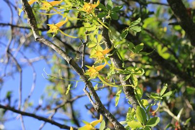 Tropaeolum pentaphyllum, photographed by Romi Galeota Lencina