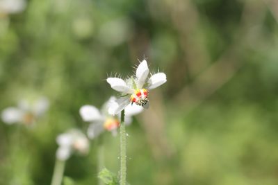 Blumenbachia insignis, photographed by Romi Galeota Lencina