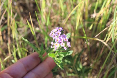 Heliotropium nicotianifolium, photographed by Romi Galeota Lencina