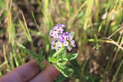 Heliotropium nicotianifolium, photographed by Romi Galeota Lencina