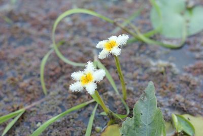 Nymphoides humboldtiana, photographed by Romi Galeota Lencina