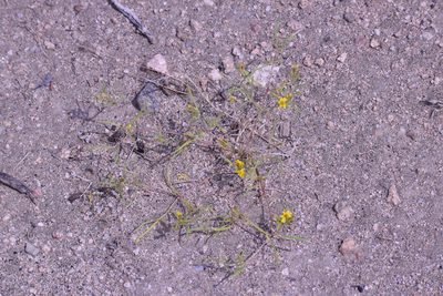 Pectis papposa, photographed by velodrome