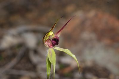 Caladenia macrostylis, photographed by Hugo Innes