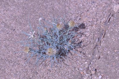 Nicolletia occidentalis, photographed by velodrome