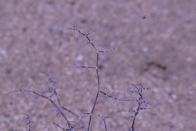 Eriogonum plumatella