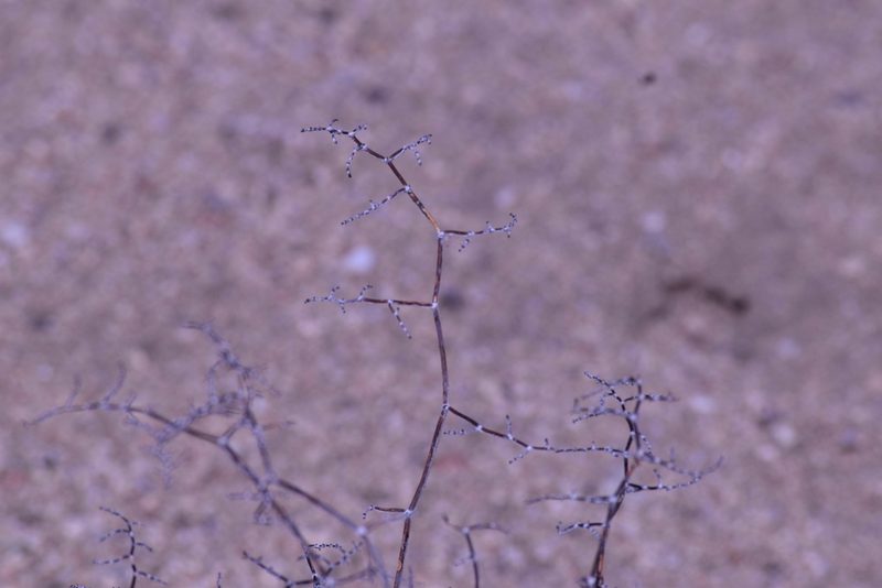 Eriogonum plumatella, photographed by velodrome