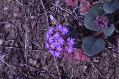Abronia villosa, photographed by velodrome