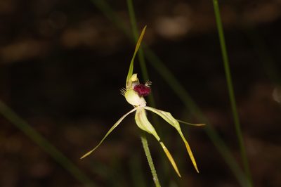 Caladenia longiclavata, photographed by Hugo Innes