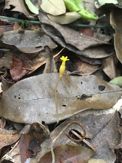Voyria tenella, photographed by B. Phalan