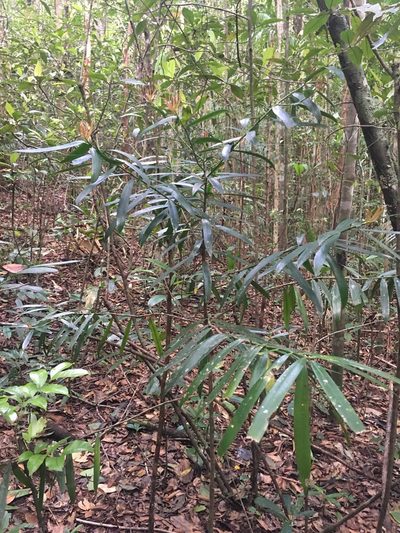 Podocarpus sellowii, photographed by B. Phalan