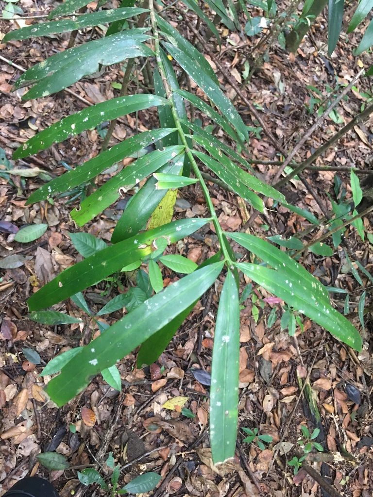 Podocarpus sellowii, photographed by B. Phalan