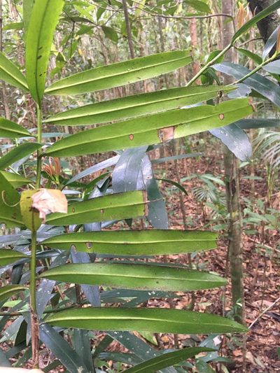 Podocarpus sellowii, photographed by B. Phalan