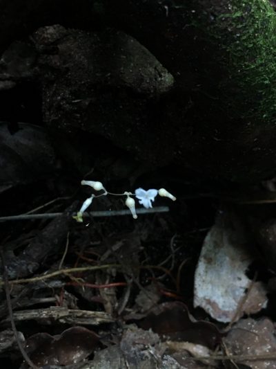 Gymnosiphon divaricatus, photographed by B. Phalan