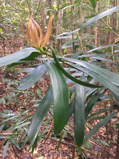 Podocarpus sellowii, photographed by B. Phalan