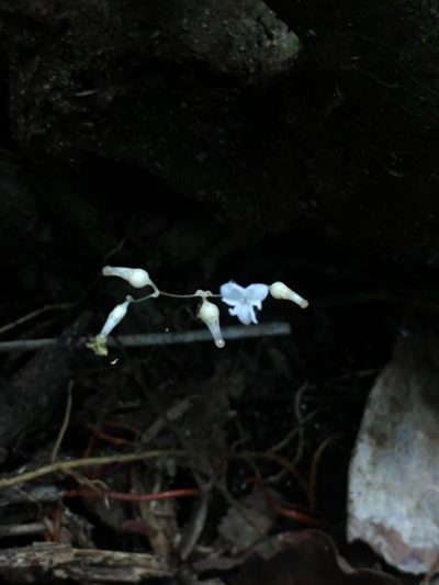 Gymnosiphon divaricatus, photographed by B. Phalan