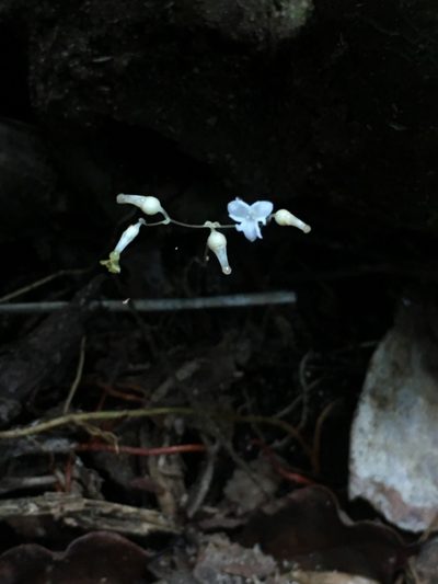 Gymnosiphon divaricatus, photographed by B. Phalan