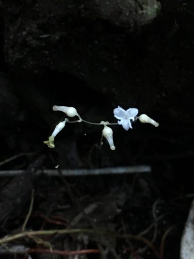Gymnosiphon divaricatus, photographed by B. Phalan