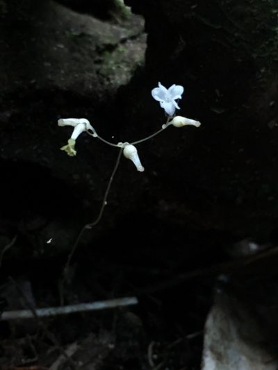 Gymnosiphon divaricatus, photographed by B. Phalan