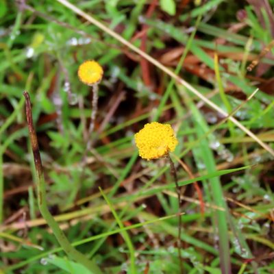 Leptorhynchos squamatus, photographed by Elspeth Swan