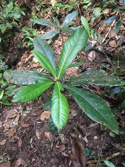 Paypayrola blanchetiana, photographed by B. Phalan