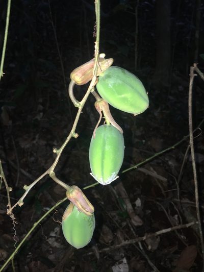Passiflora contracta, photographed by B. Phalan