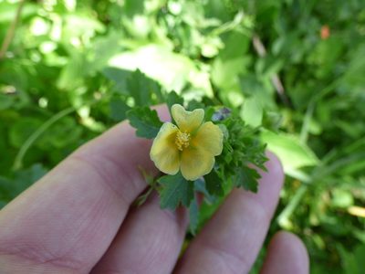 Modiolastrum malvifolium, photographed by María Zeta
