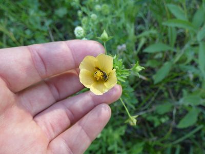 Modiolastrum malvifolium, photographed by María Zeta