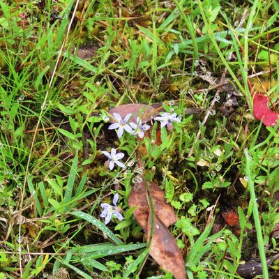 Isotoma fluviatilis, photographed by Elspeth Swan