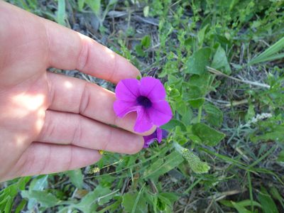 Petunia integrifolia, photographed by María Zeta