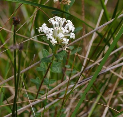 Pimelea humilis, photographed by John Cull