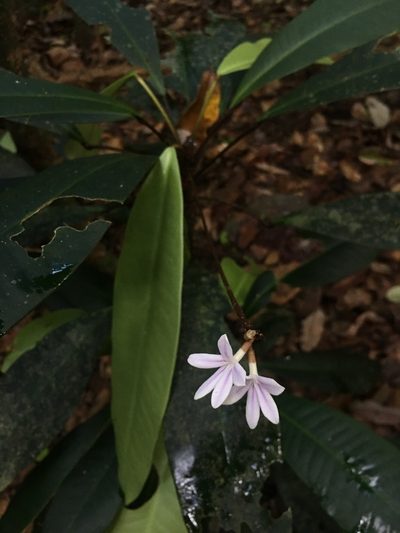Conchocarpus macrophyllus, photographed by B. Phalan