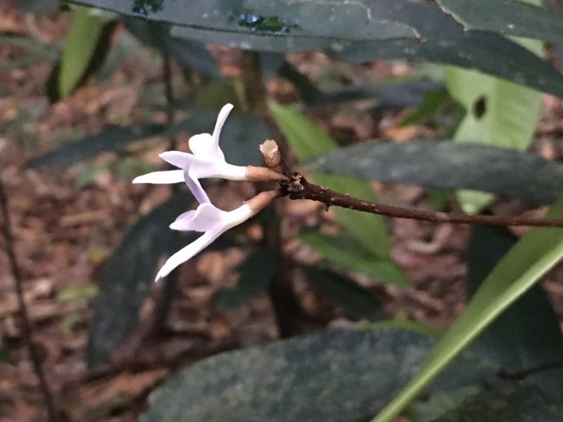 Conchocarpus macrophyllus, photographed by B. Phalan