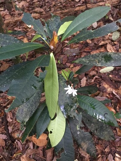 Conchocarpus macrophyllus, photographed by B. Phalan