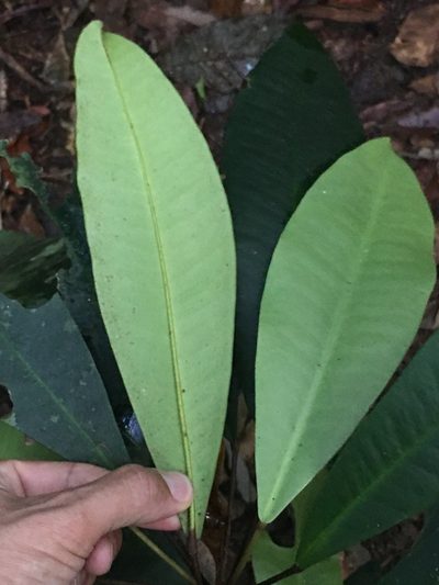 Conchocarpus macrophyllus, photographed by B. Phalan