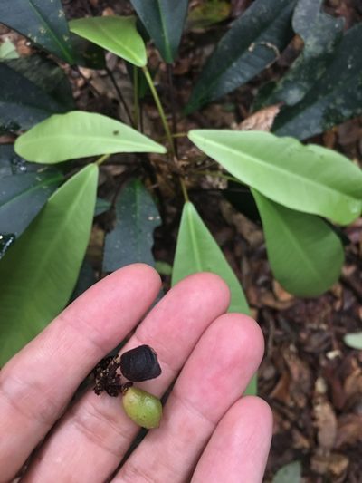 Conchocarpus macrophyllus, photographed by B. Phalan
