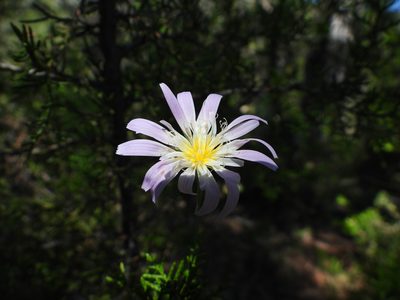 Pinaropappus roseus, photographed by Leticia Jiménez Hernández