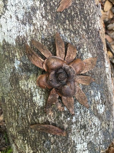 Clusia nemorosa, photographed by B. Phalan