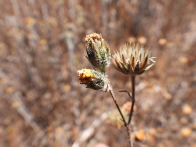 Simsia amplexicaulis, photographed by Leticia Jiménez Hernández