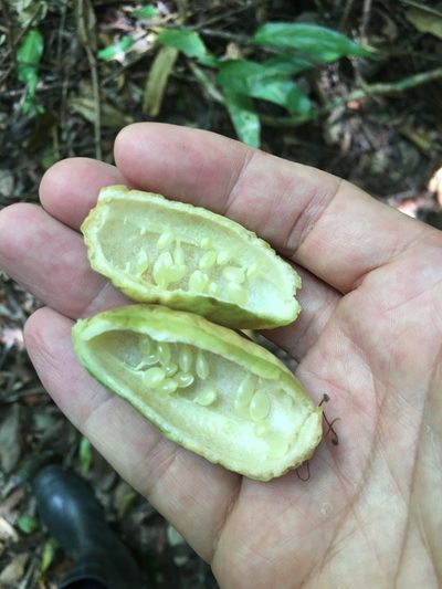 Passiflora contracta, photographed by B. Phalan