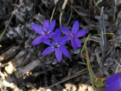 Geissorhiza aspera, photographed by Caroline Voget